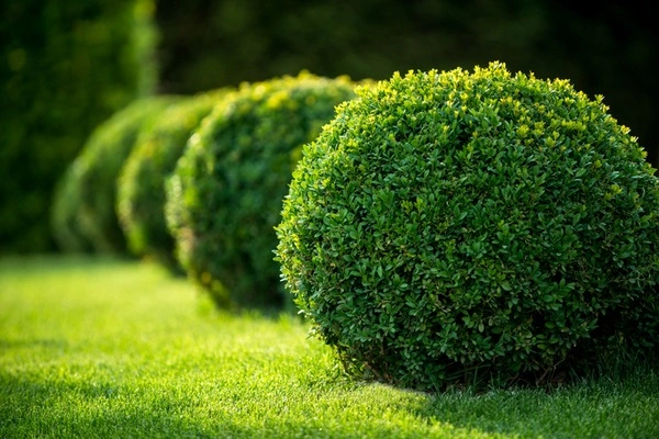 Professional landscaping services